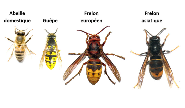 image d'insectes 